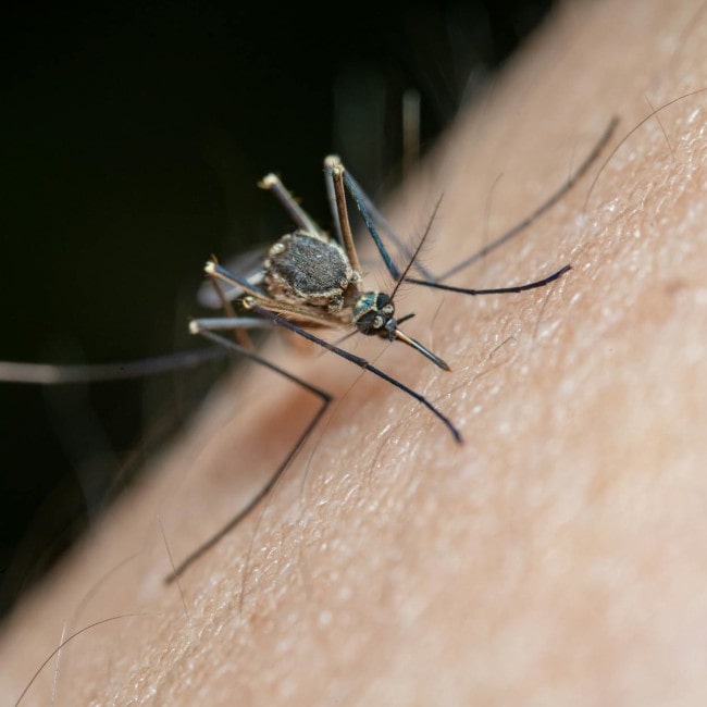 Malaria – występowanie, objawy, leczenie i profilaktyka